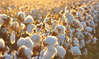 中国棉花周转库存报告(2021年9月)