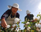 今年棉花种植面积或将降低20%